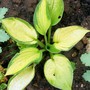 11_7_4.jpg (Hosta undulata)