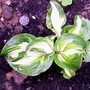11_7_5.jpg (hosta)