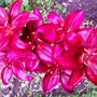 11_7_6.jpg (lilium asiatic 'Dimention')
