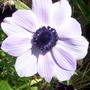 11_7_10.jpg (Anemone coronaria (Poppy anemone))