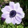 11_7_11.jpg (Anemone coronaria (Poppy anemone))