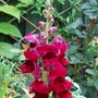 11_7_13.jpg (Antirrhinum)