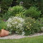 the ex rockery in June