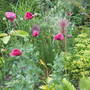 poppies, I love them, not a brilliant pic though