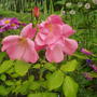 rosa Mary B