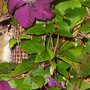 Field_mouse