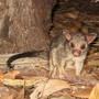Possum