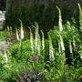White Foxgloves