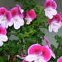 Pelargonium Captain Starlight