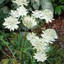 Astrantia_major__alba_