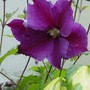 Clematis