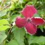 Clematis