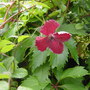 Clematis