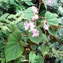 Begonia_grandis