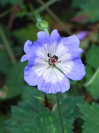 Geranium wallichianum 'Buxton's Variety' (Geranium wallichianum 'Buxton's Variety')