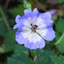 Geranium wallichianum 'Buxton's Variety'