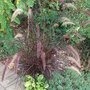 Pennisetum_setaceum__rubrum_