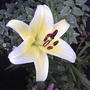 Conca D'or lily (lillium conca d'or)