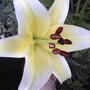A little closer... (lillium conca d'or)