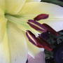 Can you smell it yet? (lillium conca d'or)