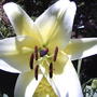 Let's try this bloom.... (lillium conca d'or)