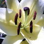 Closer.... (lillium conca d'or)
