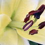 Inhale.....ahhh......so lovely... (lillium conca d'or)