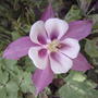 Columbine 'Origami Pink' (Aquilegia hybrida 'Origami Rose & White')