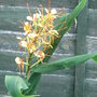 Hedychium__tara_