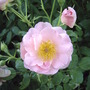 Pink D.A. Rose (Rosa)