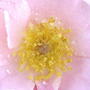 Nice perfume to this one too... (Rosa)