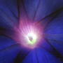 2008-07-10_016_glory_shot