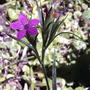 Deptford Pinks (Dianthus armeria (Buschel-Nelke))