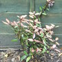 Pseudowintera colorata (Pseudowintera colorata)