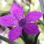 Deptford pink flower (Dianthus armeria (Buschel-Nelke))