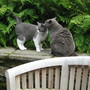 Cat Whisperer
