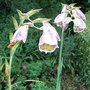 Gladiolus papilio (Gladiolus papilio)