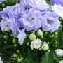  Campanula (Campanula Haylodgensis)