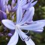 Agapanthus (Agapanthus (African blue lily))