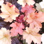 Heuchera 'Creme Brule' with a purple leaved Ajuga  (Heuchera 'Creme Brule')