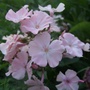 Pale pink Phlox (Phlox paniculata (Perennial phlox))
