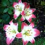 Lillies