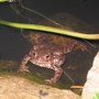 Mr toad.