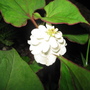 Houttynia flore plena