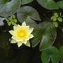 Water lily.