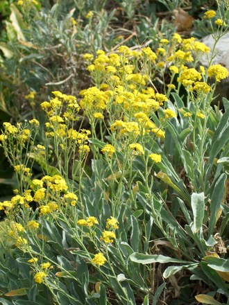 Alyssum saxatilis (Alyssum saxatilis)