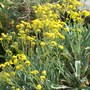 Alyssum saxatilis