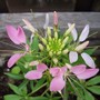 Cleome (Cleome hassleriana (Spider flower))