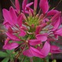 Cleome (Cleome hassleriana (Spider flower))
