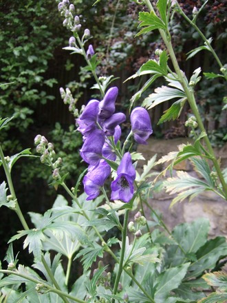 Aconite (Aconitum carmichaelii)